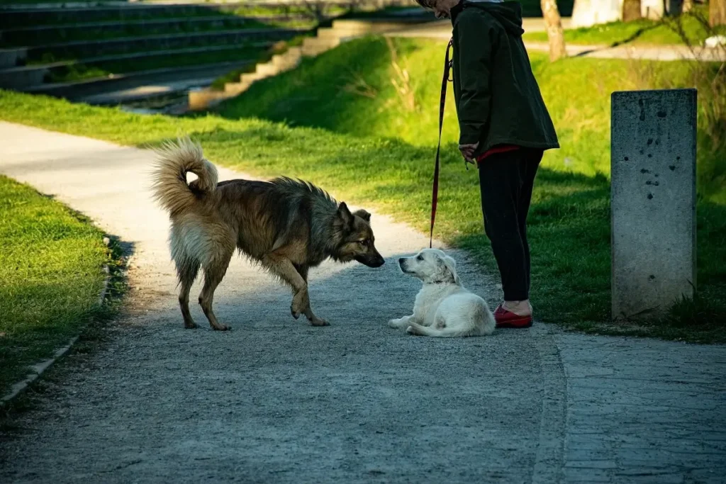 Tutora caminhando com seu cachorro de forma calma após reabilitação comportamental na Escola Petway em Itapema